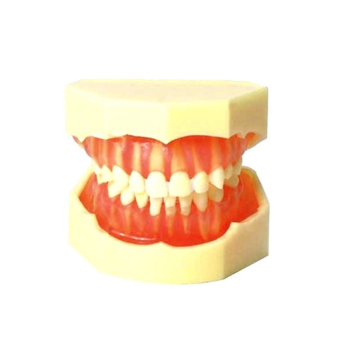 Jaw Anatomical Model 1