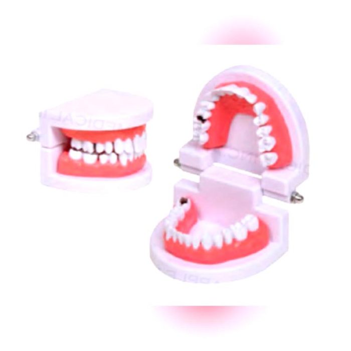 Mouth Anatomical Model