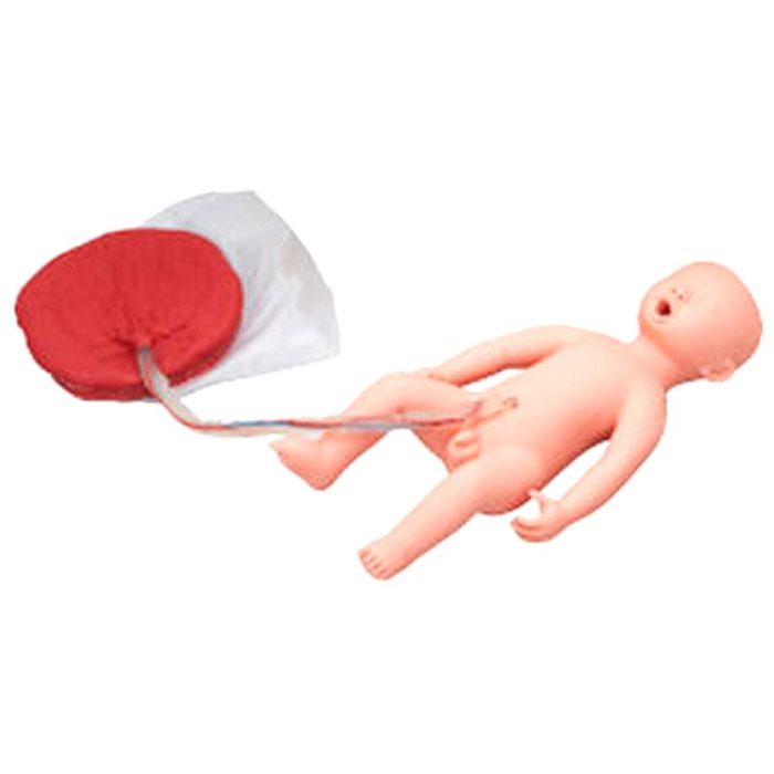 Obstetrical/Gynecological Training Manikin 1