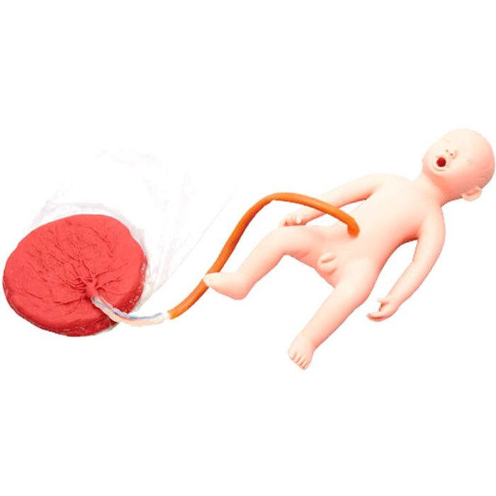 Obstetrical/Gynecological Training Manikin